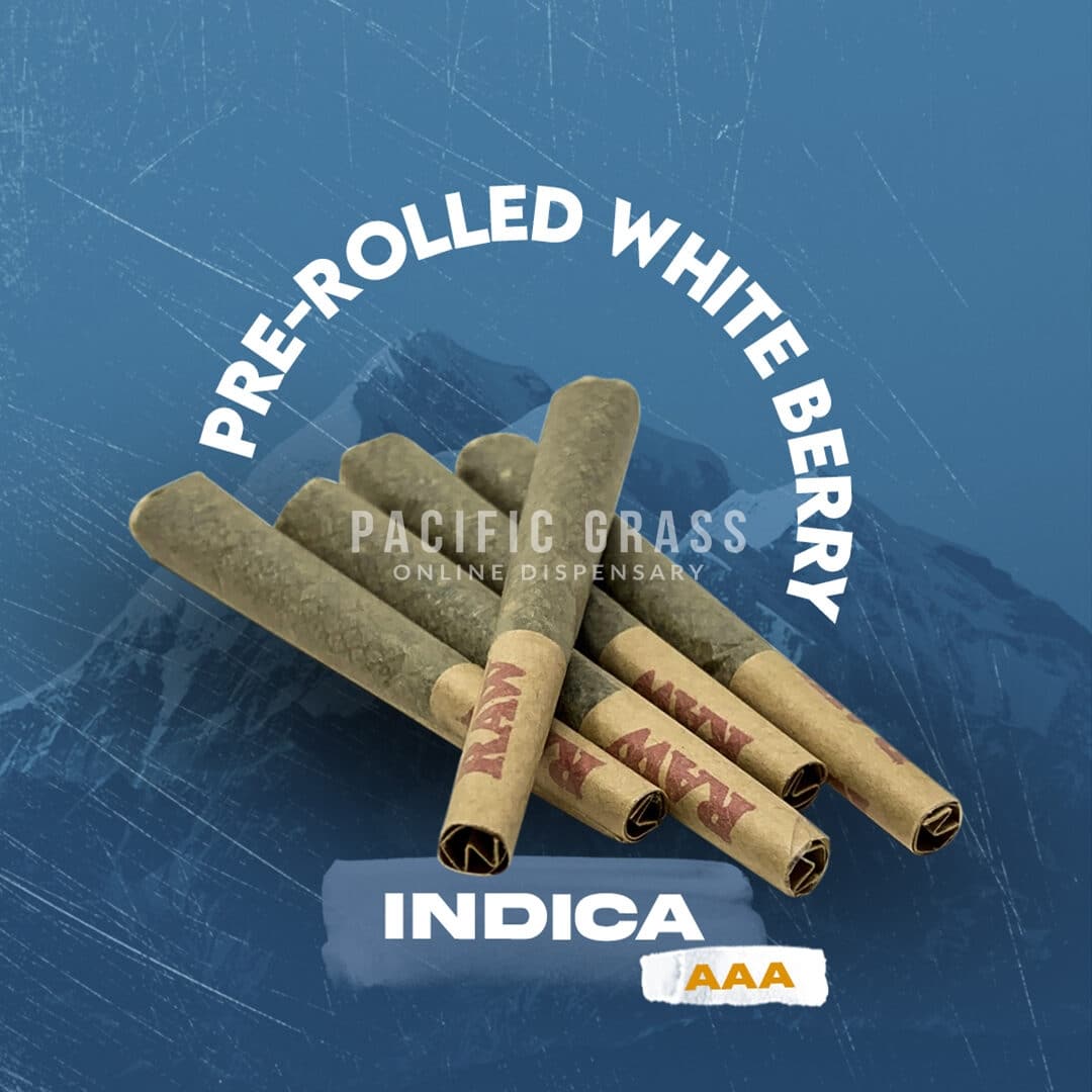 Pre-rolled White Berry