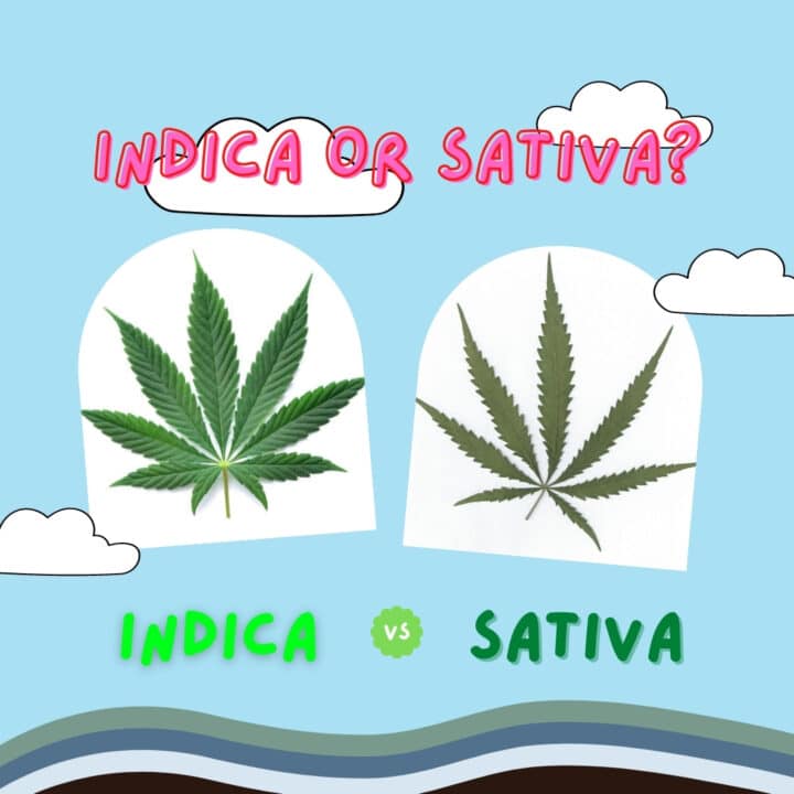 Indica Vs Sativa: Understanding The Differences Between Weed Types