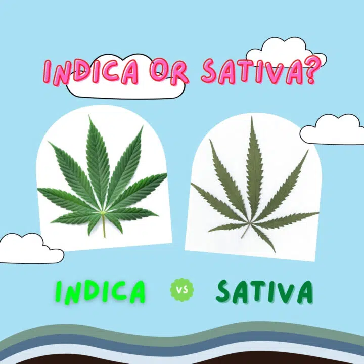 Indica Vs Sativa: Understanding The Differences Between Weed Types