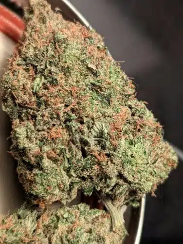 Sun Peaks Cultivation - Pink Death Star photo review