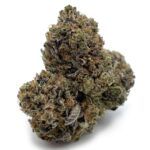 Chocolope Kush