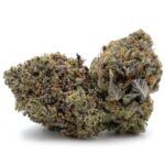 Chocolope Kush