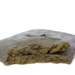 Domestic Star Hash