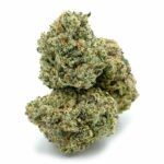 Enigma Extracts - Tina