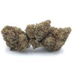 Hindu Skunk