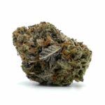 Chocolope Kush
