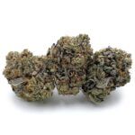Chocolope Kush