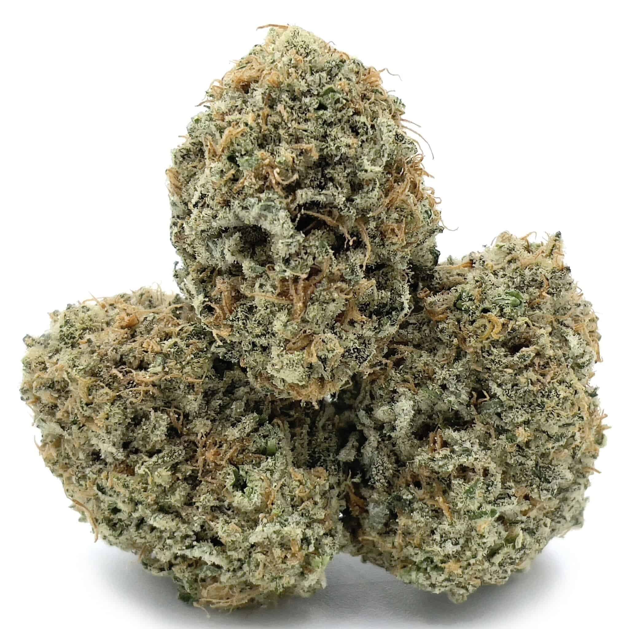 Yoga Diesel