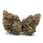 Hindu Skunk