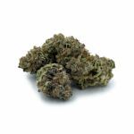 Purple Legend Bomb