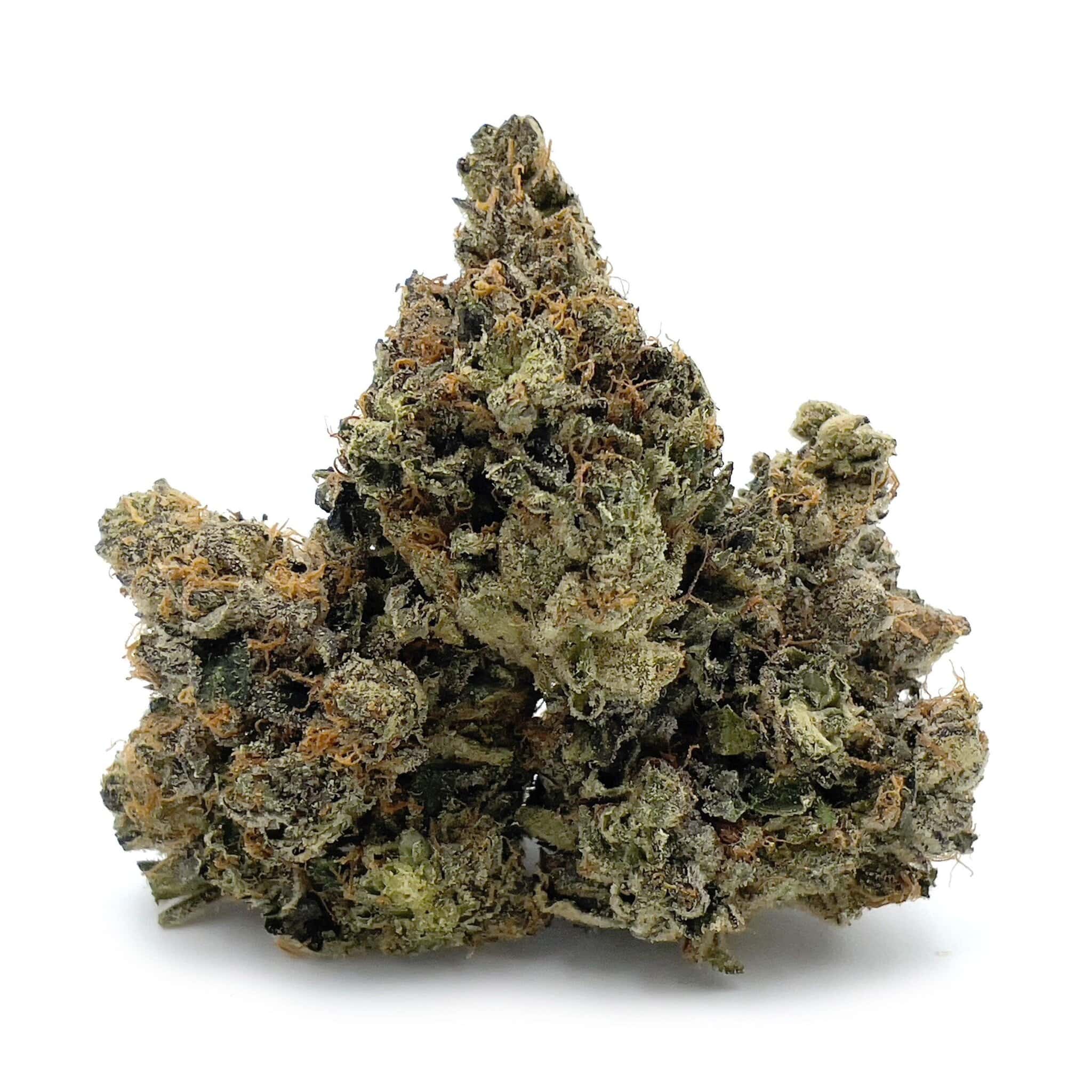 Black Domina