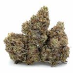 Hindu Skunk
