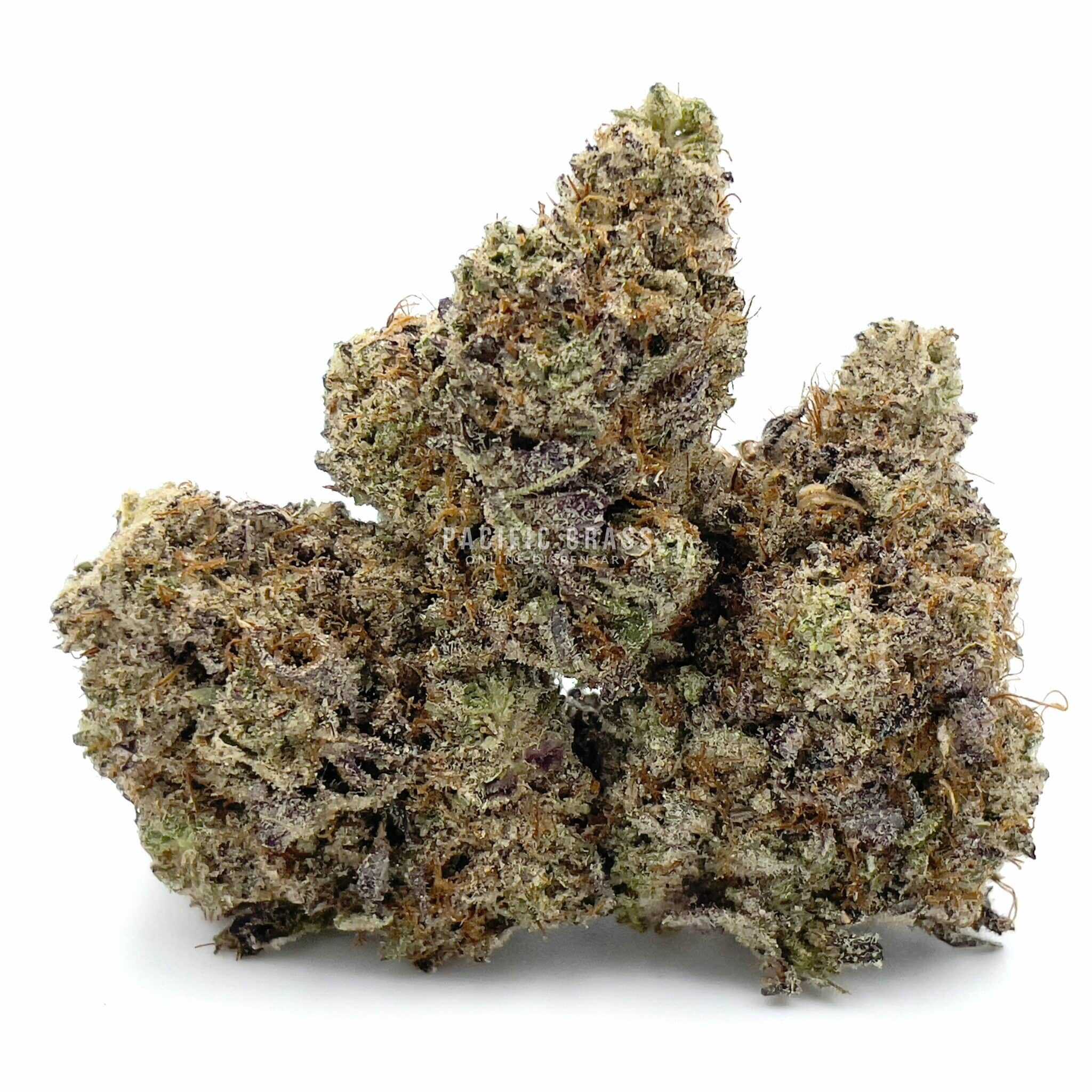 Hindu Skunk