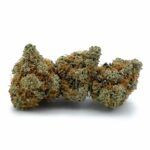 Velvet Bud