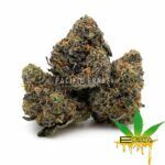 Enigma Extracts - Gary Satan