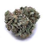 Great White Shark