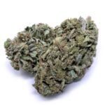 Great White Shark