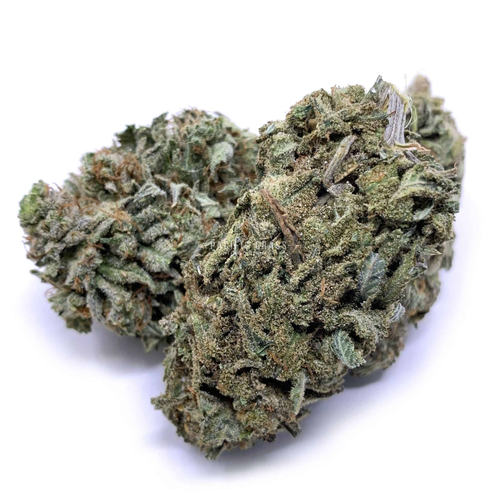 Great White Shark
