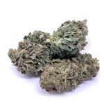 Great White Shark