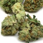 Orange Kush