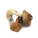 Mexican Cubensis