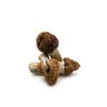 B+ Cubensis