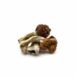 B+ Cubensis