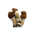 B+ Cubensis