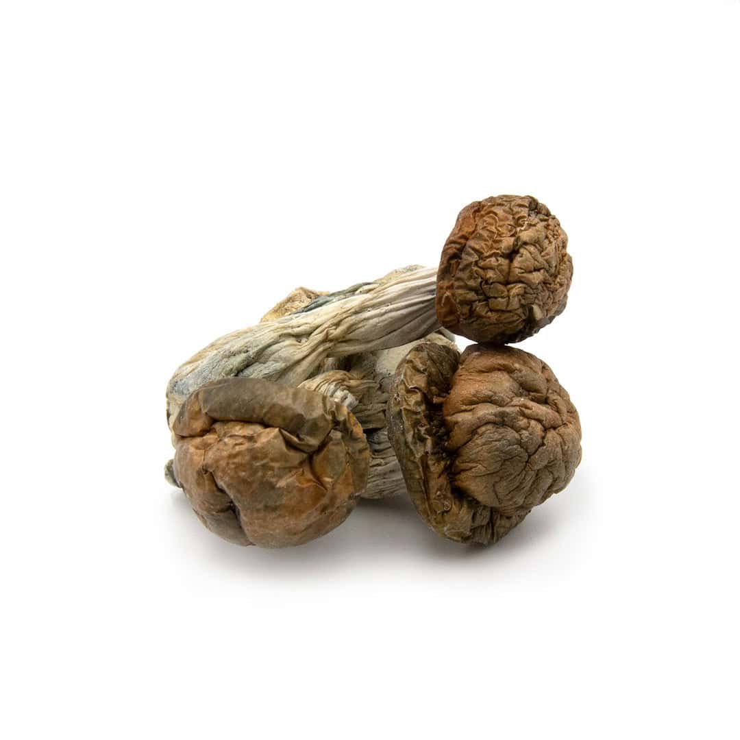 Brazilian Cubensis