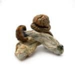 Brazilian Cubensis