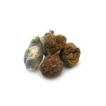 Cambodian Cubensis