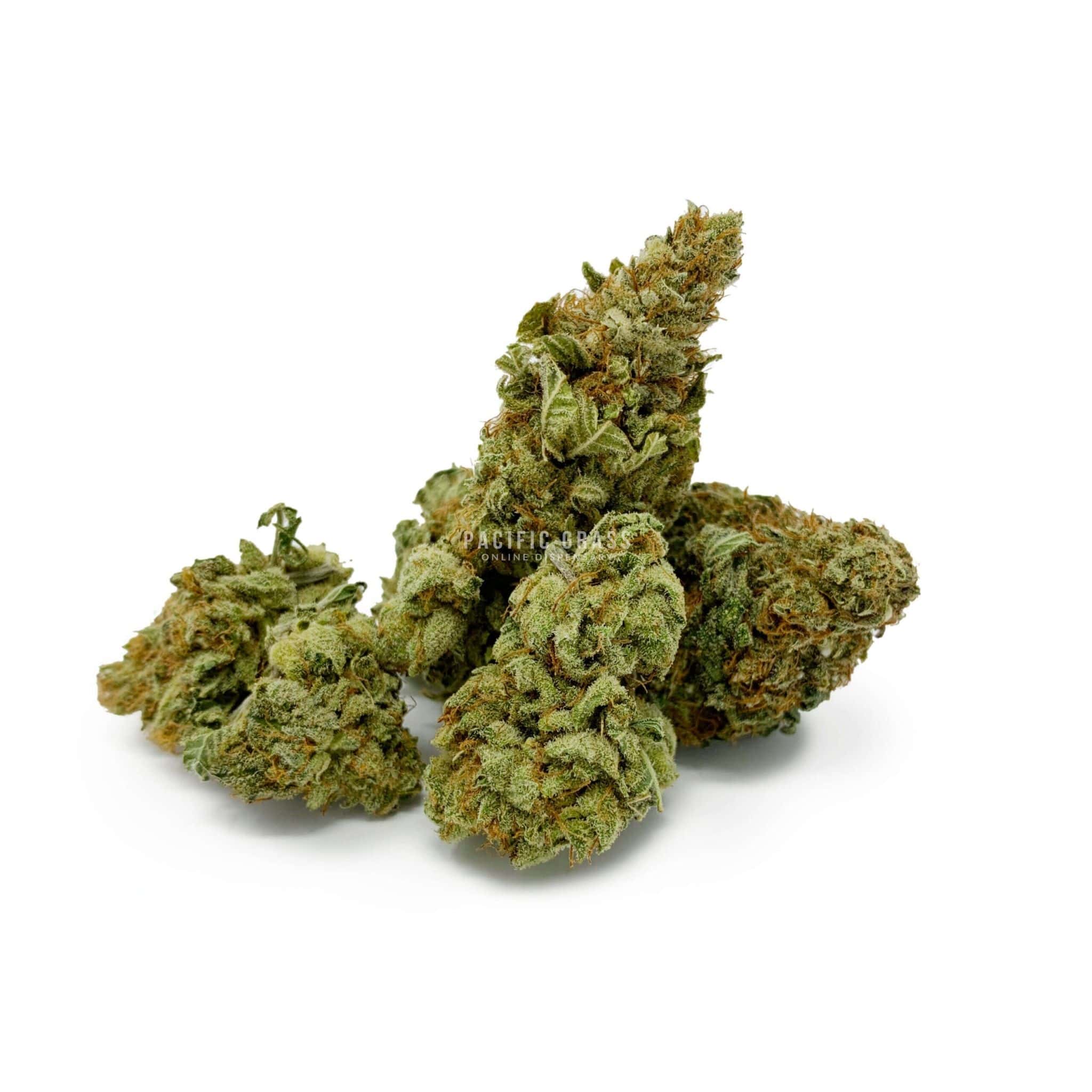 OG Shark