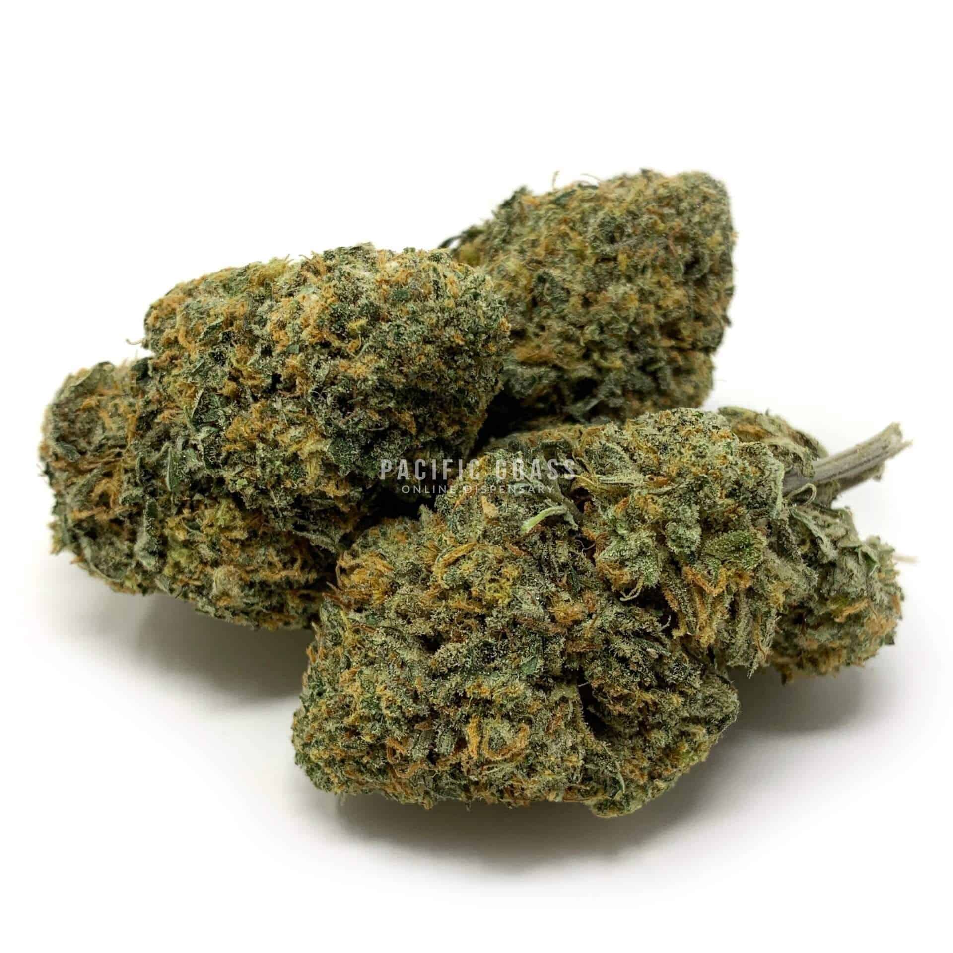 OGiesel
