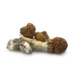 Texas Yellow Cap