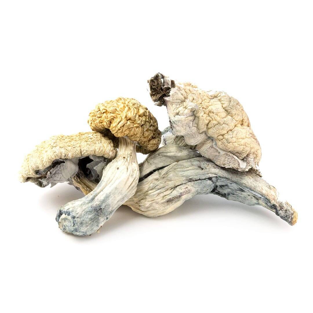Amazonian Cubensis