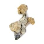 Amazonian Cubensis