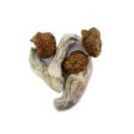 Vietnamese Cubensis