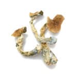 Golden Teacher
