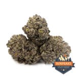 Sun Peaks Cultivation - Gelato