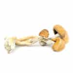 Mazatapec Cubensis