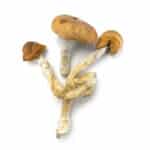 Mazatapec Cubensis