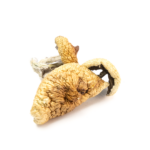 Golden Teacher