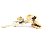 Golden Teacher
