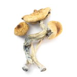 Golden Teacher