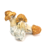 Texas Yellow Cap