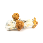 Texas Yellow Cap